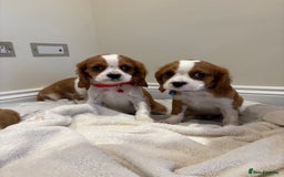 Cavalier King Charles Spaniel dogs for sale: Extensively health tested parent cavalier puppy’s  - Image 11