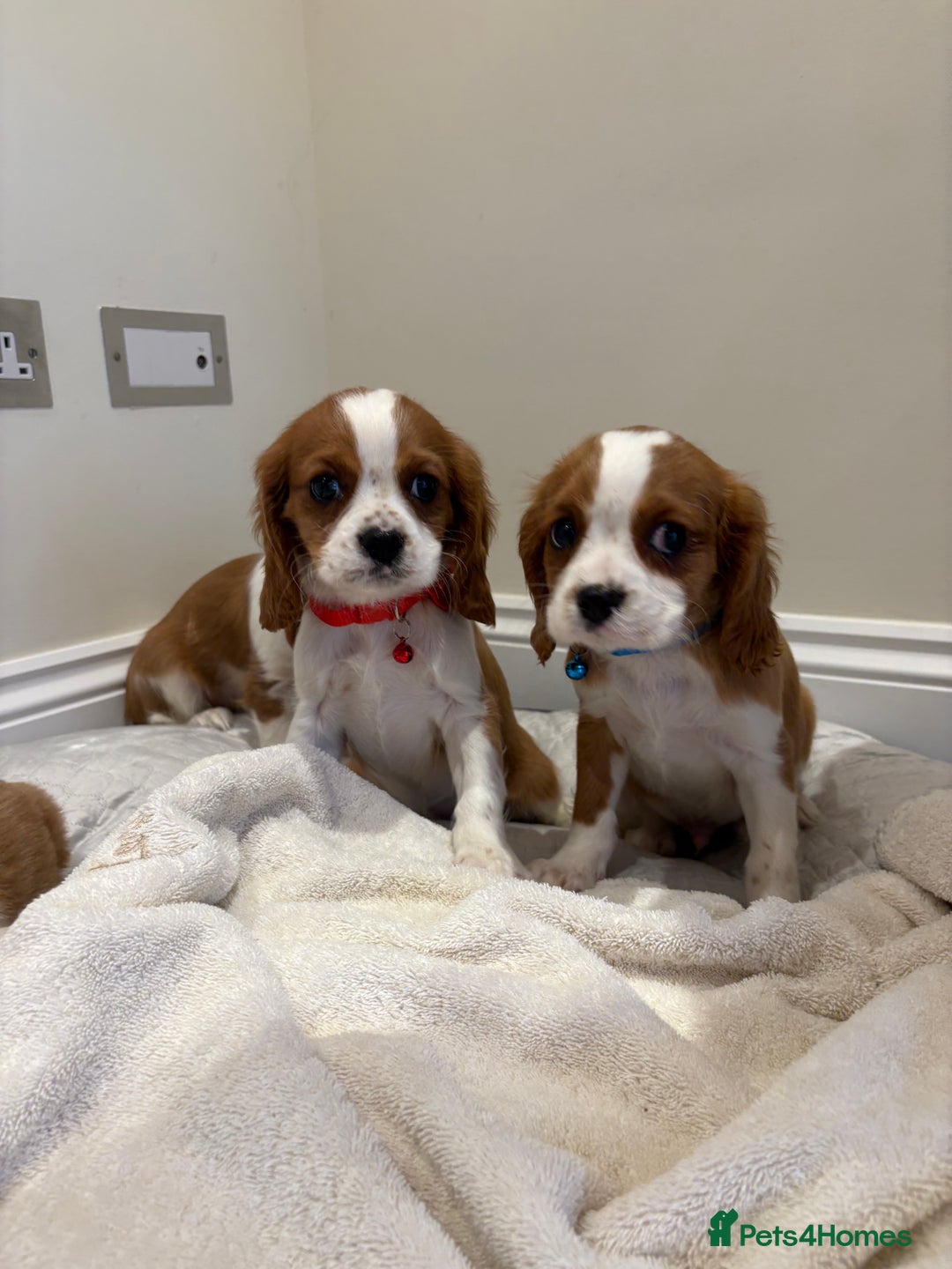 Cavalier King Charles Spaniel dogs for sale: Extensively health tested parent cavalier puppy’s  - Image 11