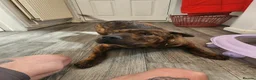 Mixed Breed dogs for sale: Hachi , shar pai x cane corso - Advert 2