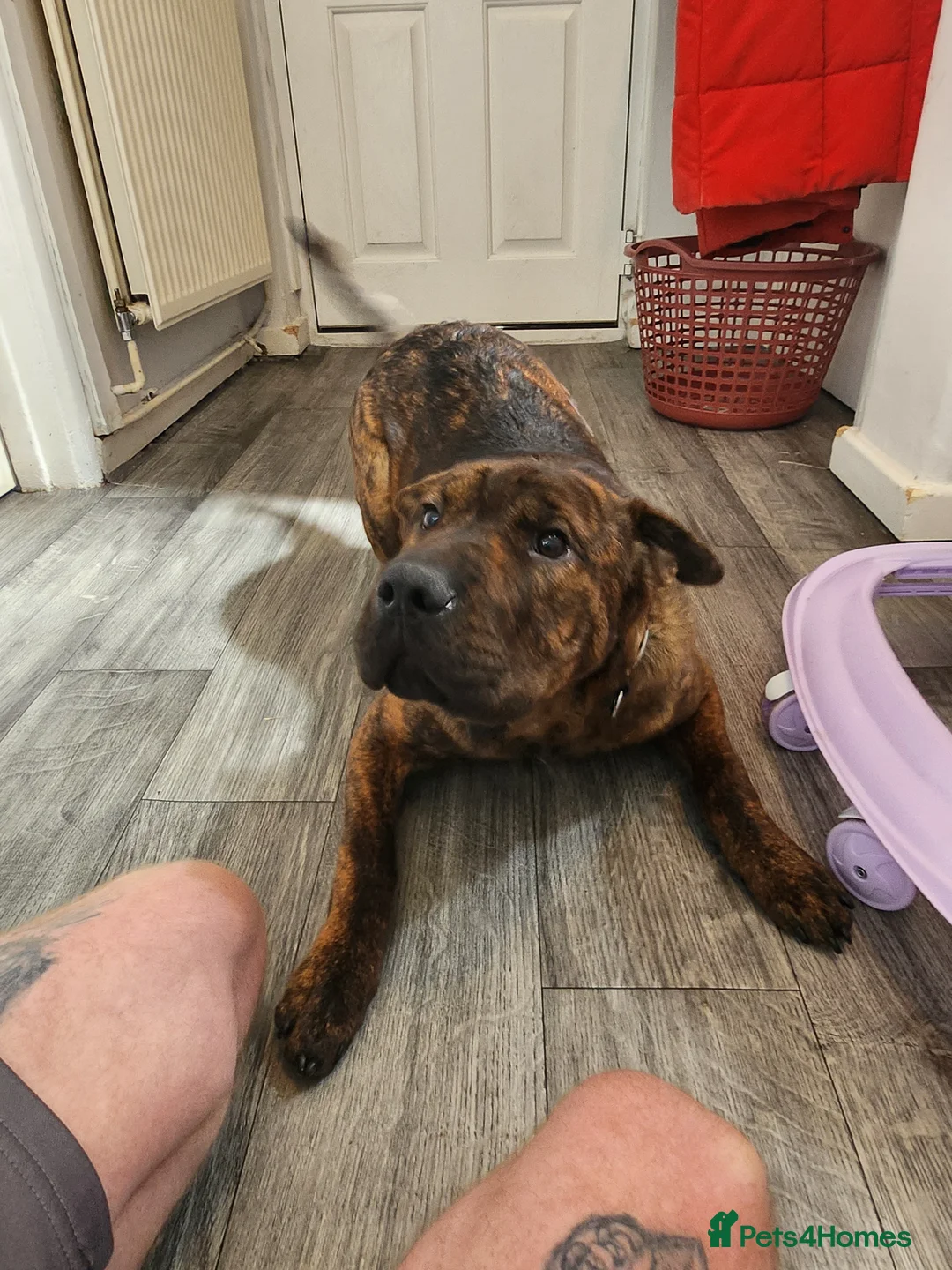 Mixed Breed dogs for sale: Hachi , shar pai x cane corso - Advert 2