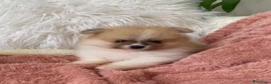 Pomeranian 2