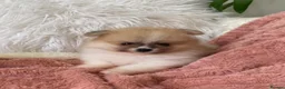Pomeranian dogs for sale: Snow White Pomeranian for sale - Advert 12