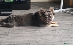 French Bulldog dogs for stud: RAGNAR lilac tan visual fluffy frenchbulldog stud  in Pontefract - Image 7