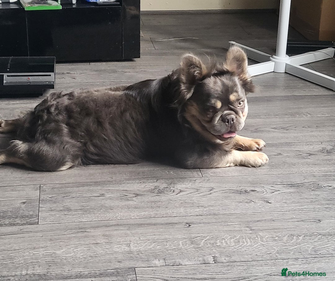 French Bulldog dogs for stud: RAGNAR lilac tan visual fluffy frenchbulldog stud  in Pontefract - Image 7
