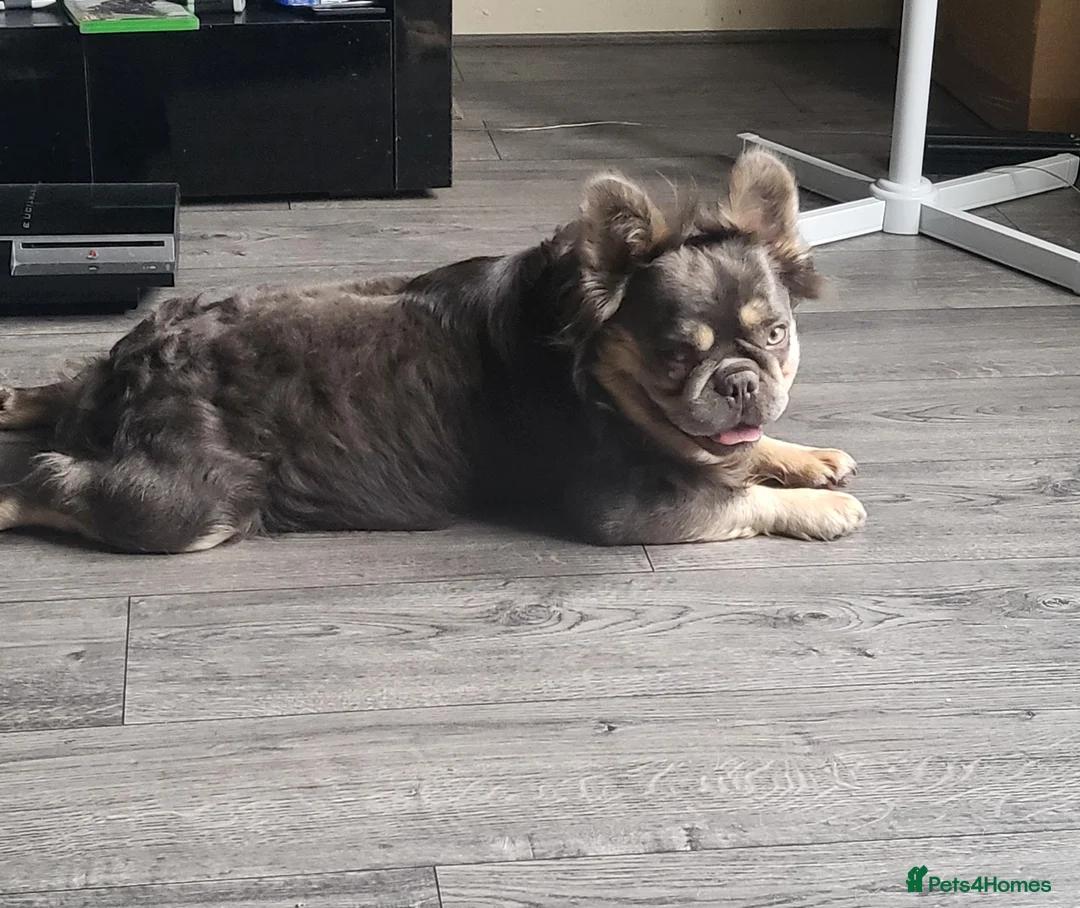 French Bulldog dogs for stud: RAGNAR lilac tan visual fluffy frenchbulldog stud  in Pontefract - Advert 7