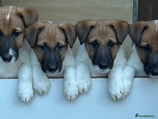 Fox Terrier dogs Smooth Fox Terrier Puppies For Sale - Advert 3