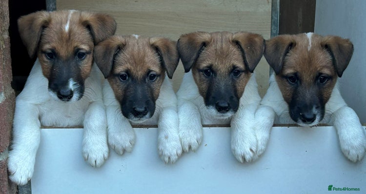 Fox Terrier dogs - Advert 1