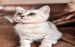 British Shorthair cats for sale: ✨LAST KITTEN LEFT✨OPEN TO OFFERS FOR RIGHT HOME✨ - Image 3