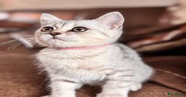 British Shorthair cats - Advert 3