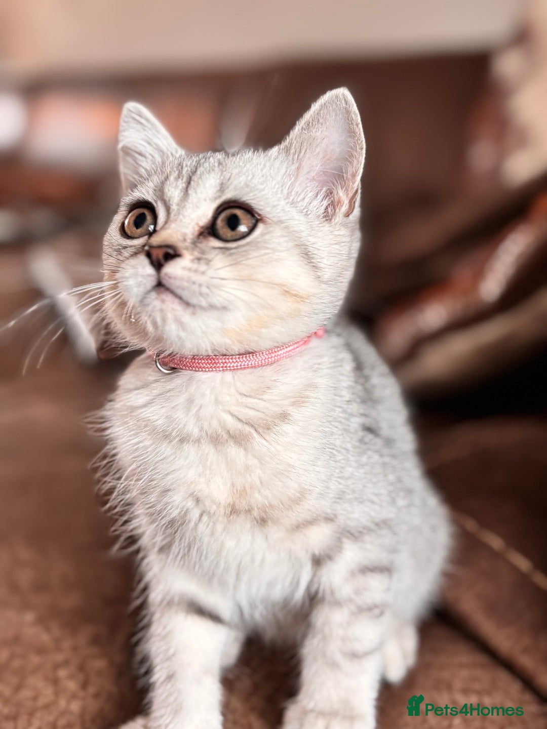 British Shorthair cats for sale: ✨LAST KITTEN LEFT✨OPEN TO OFFERS FOR RIGHT HOME✨ - Image 3