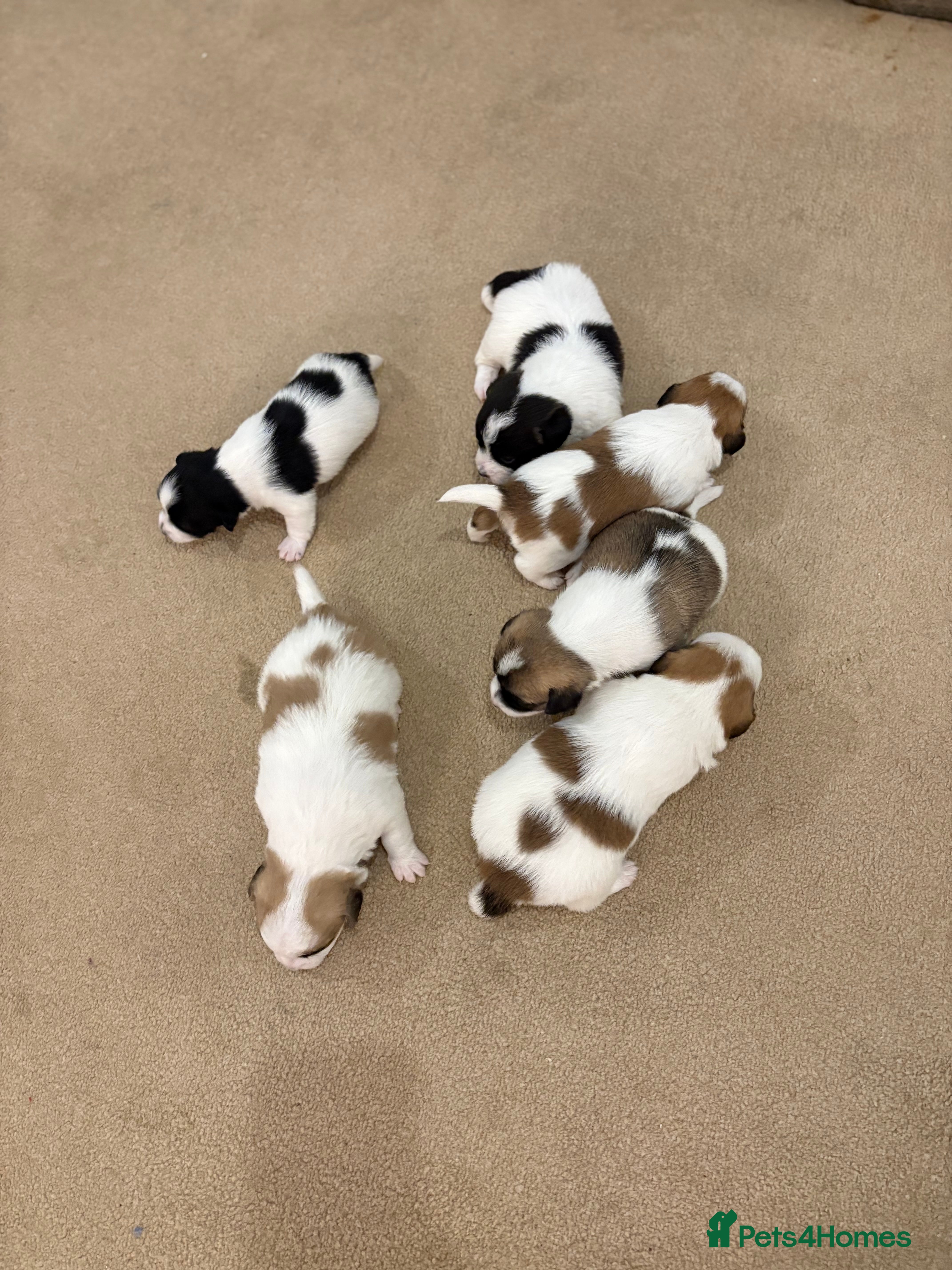 Mixed Breed dogs Stunning litter of JacaZuchon Puppies  - Advert 5