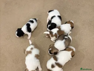 Mixed Breed dogs Stunning litter of JacaZuchon Puppies - Advert 5