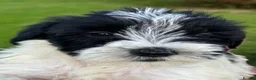 Miniature Schnauzer dogs for sale: Stunning, healthy BVA/MAC screened mini schnauzers - Advert 3