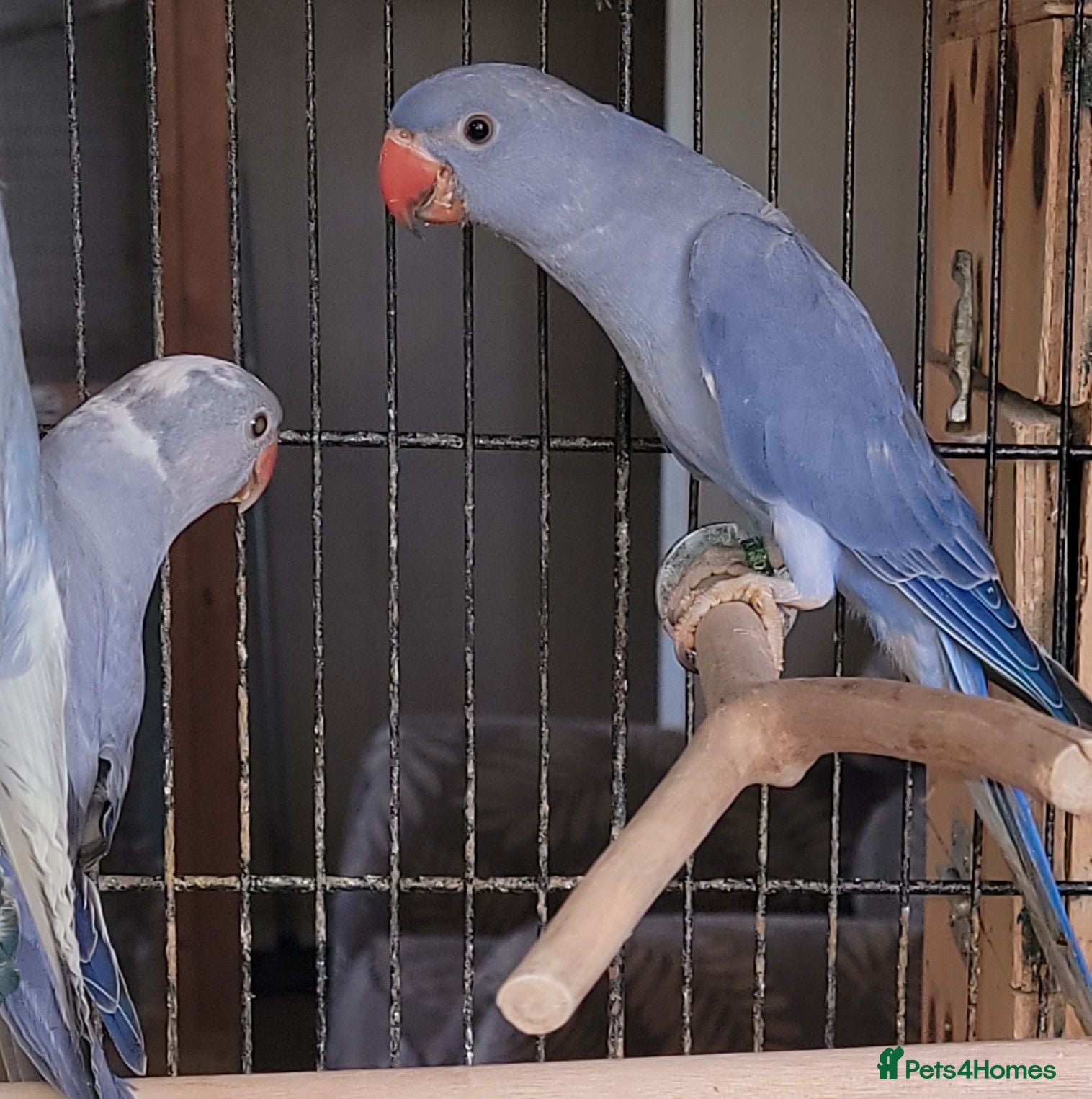 Ringnecks birds Juveniles Ringnecks - Advert 20