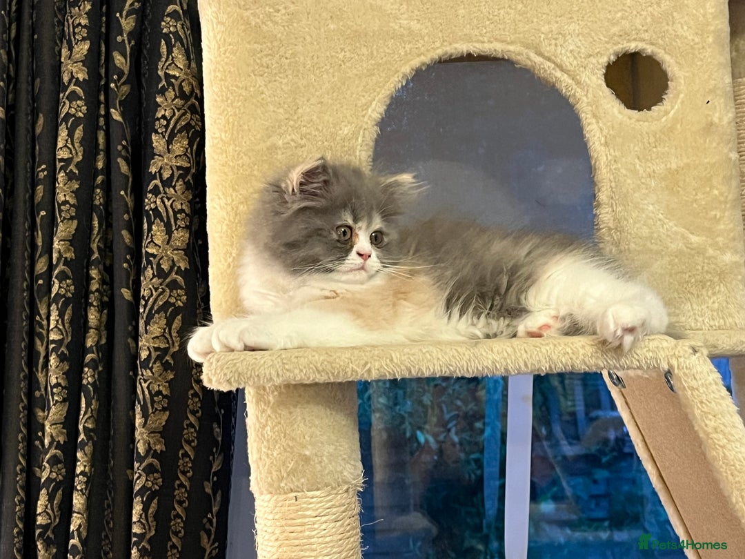 Persian cats for sale: Ready Now 2 Boys/1 Girl Persian Fluff Monsters - Image 21