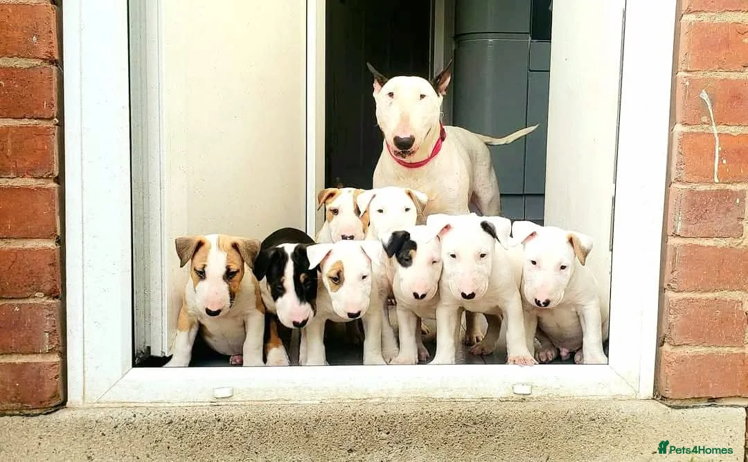 Bull Terrier dogs for stud: Bull Terrier Stud Dog Champion lines - Advert 25