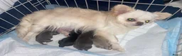 Chihuahua dogs for sale: Long coat chihuahua  - Advert 1