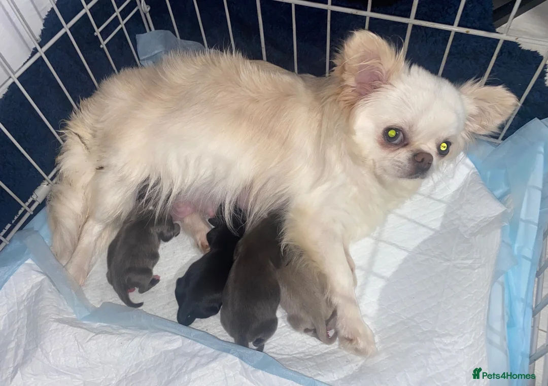 Chihuahua dogs for sale: Long coat chihuahua  - Advert 1
