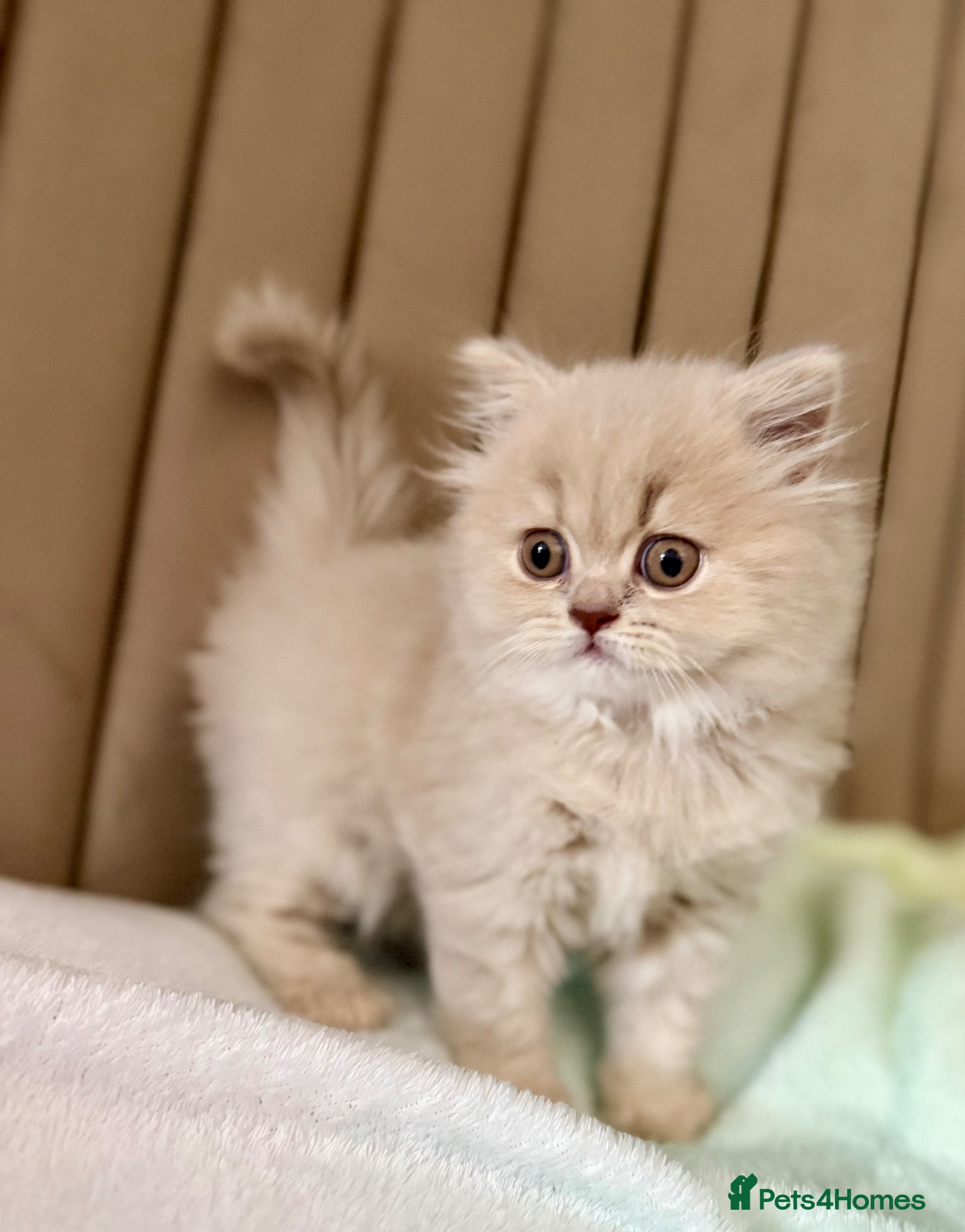 British Longhair cats for sale: 🎀Last longhair girl available from this litter.  - Advert 1