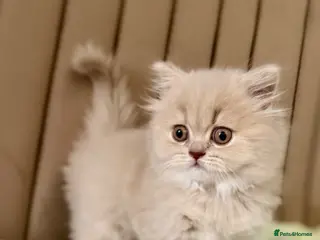 British Longhair cats for sale: 🎀Last longhair girl available from this litter. - Advert 2
