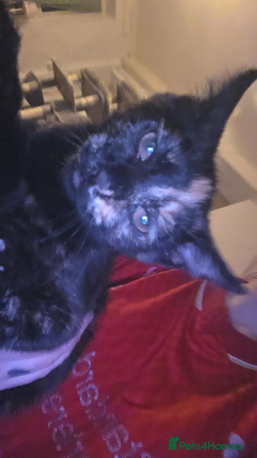 Mixed Breed cats for sale: 2 girl kittens for sale  - Advert 6