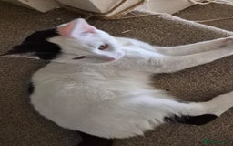 Mixed Breed cats for sale: Free to re home - Image 3