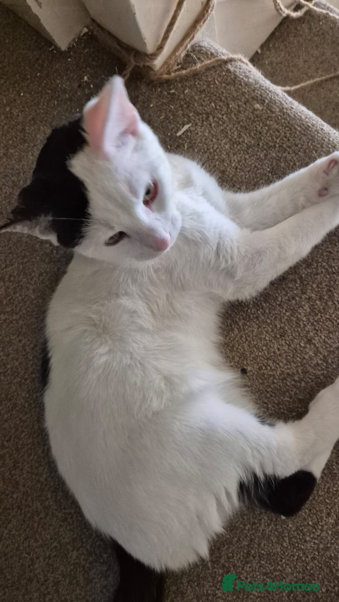 Mixed Breed cats for sale: Free to re home - Image 3