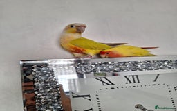 Conures birds for sale: Conure and Lovebird for Sale  - Image 12