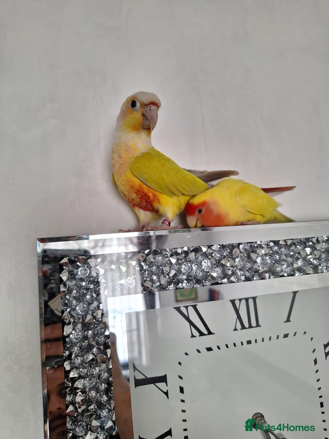 Conures birds for sale: Conure and Lovebird for Sale  - Image 12