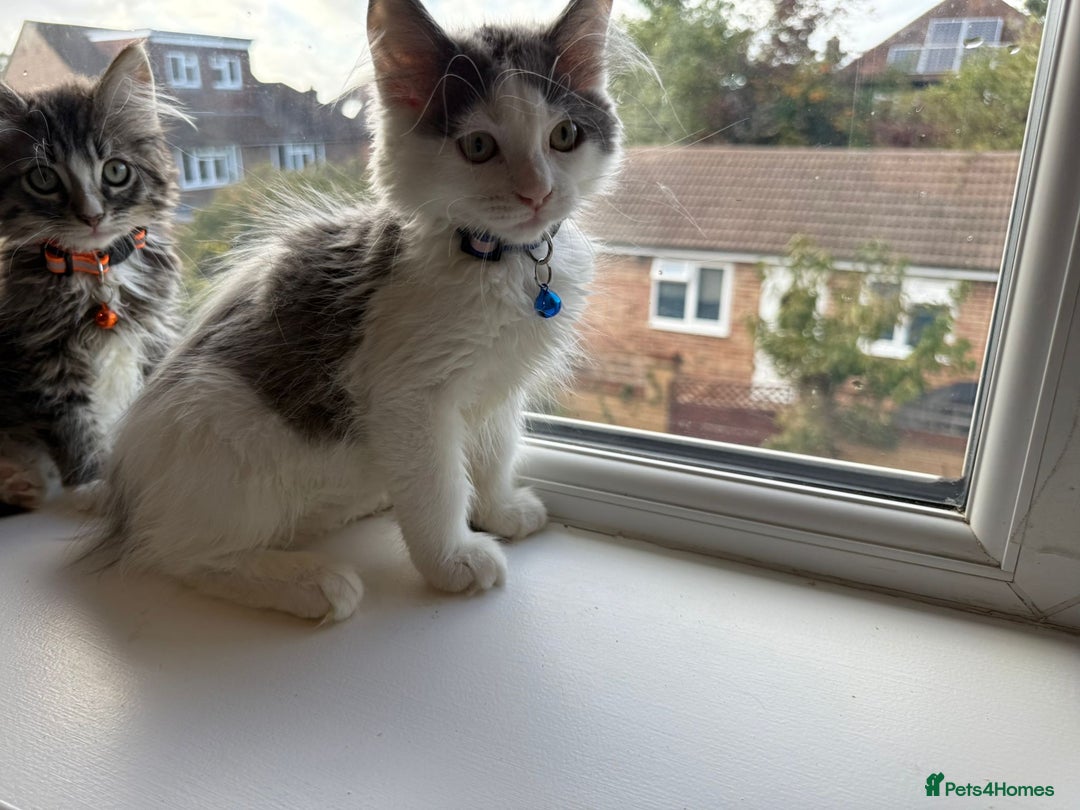 Mixed Breed cats for sale: Adorable Ragdoll and Norwegian Forest Kittens - Image 21