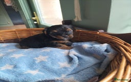 Yorkshire Terrier dogs for sale: Yorkshire terrier pups for sale - Image 4