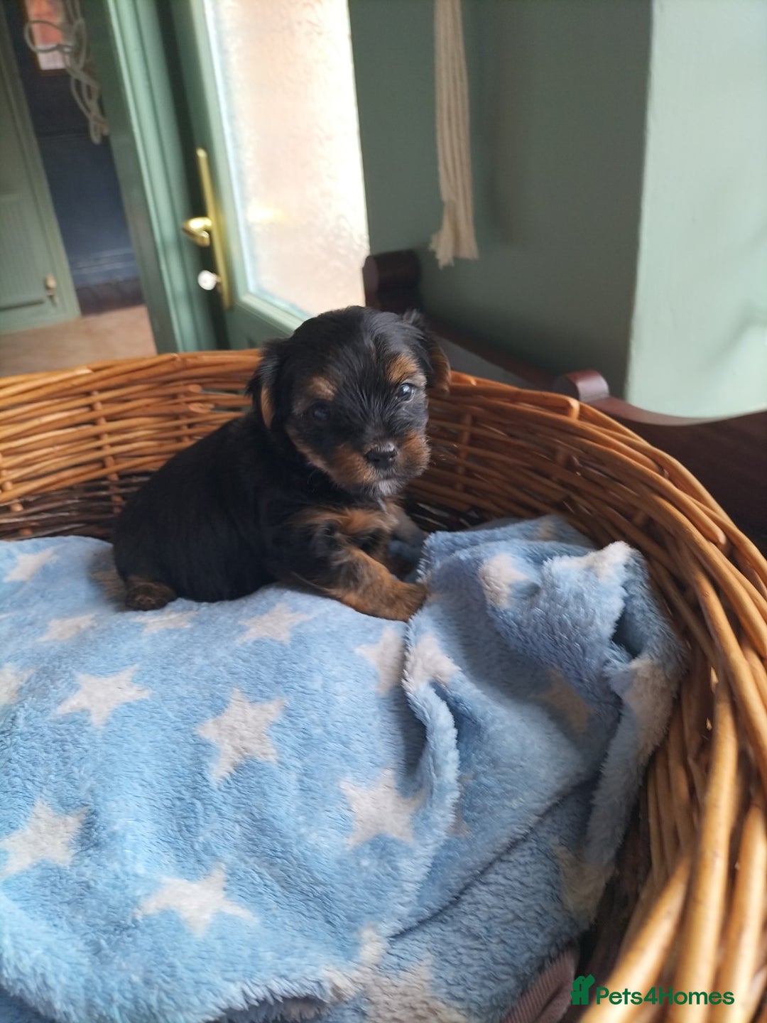 Yorkshire Terrier dogs for sale: Yorkshire terrier pups for sale - Image 4
