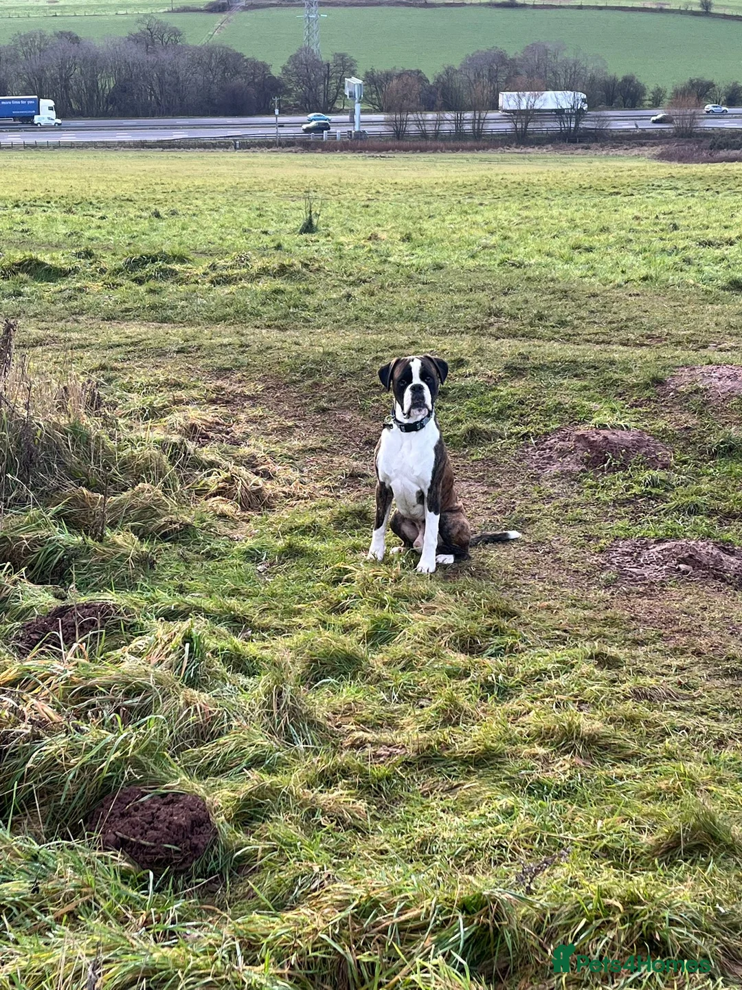 Boxer dogs for stud: Boxer for stud (Brindle) - Advert 5