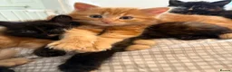 Mixed Breed cats for sale: Persian cross ginger male kittens X4! READY TO GO - Advert 15