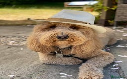 Labradoodle dogs for sale: Multigenerational Medium /Mini Labradoodles  - Image 18