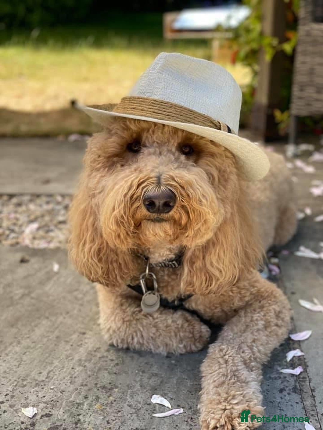 Labradoodle dogs for sale: Multigenerational Medium /Mini Labradoodles  - Image 18