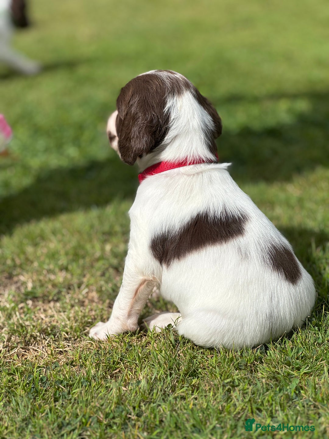 English Springer Spaniel dogs for sale: KC Registered Working Springer Spaniels  - Image 12
