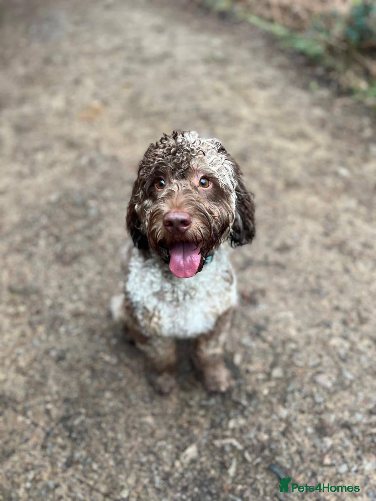 Cockapoo dogs Milo - Chocolate Merle F1 Cockapoo for Stud - Advert 1