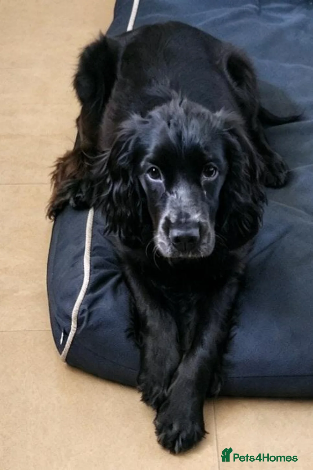 Cocker Spaniel dogs for sale: MALE SHOW COCKER SPANIEL  - Advert 2