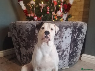 Alapaha Blue Blood Bulldog dogs Bitch looking for stud - Advert 2