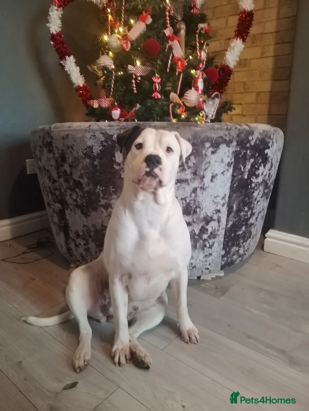 Alapaha Blue Blood Bulldog dogs for stud: Bitch looking for stud - Advert 1