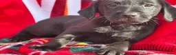 Labrador Retriever dogs for sale: Loving Labrador Puppies Seeking Forever Homes - Advert 4