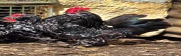 Chickens poultry for sale: Barbu D'uccle - Sexed - Advert 3