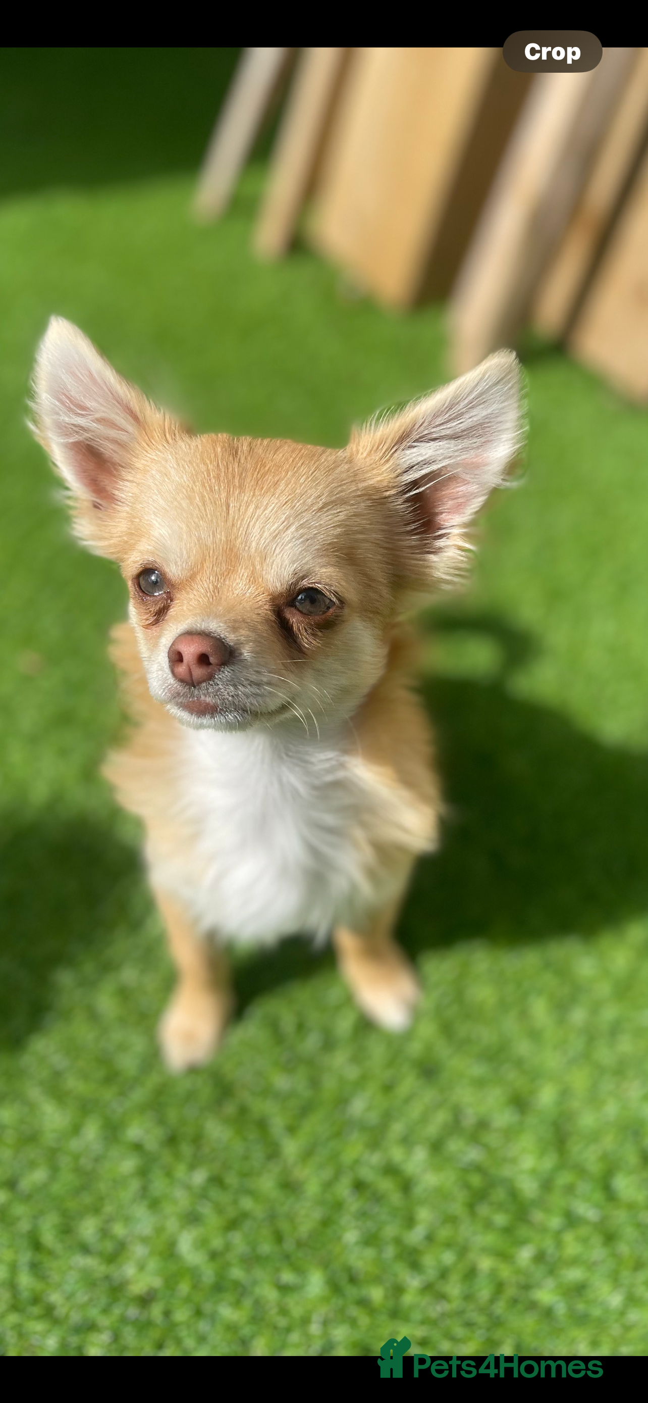 Chihuahua dogs Chihuahua - Advert 3