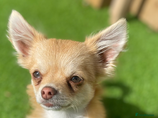 Chihuahua dogs Chihuahua - Advert 6