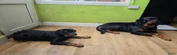 Rottweiler dogs for sale: Puppy girl Nala - Advert 2