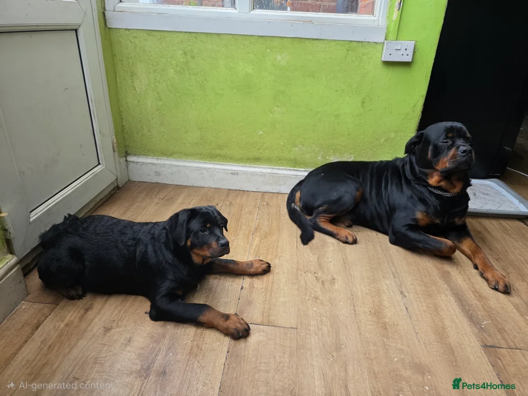 Rottweiler dogs for sale: Puppy girl Nala - Advert 2