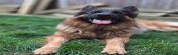 German Shepherd dogs for stud: 🐾 Beautiful Pedigree German Shepherd – Bruno 🐾 - Advert 3