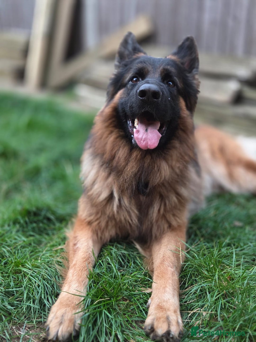 German Shepherd dogs for stud: 🐾 Beautiful Pedigree German Shepherd – Bruno 🐾 - Image 3