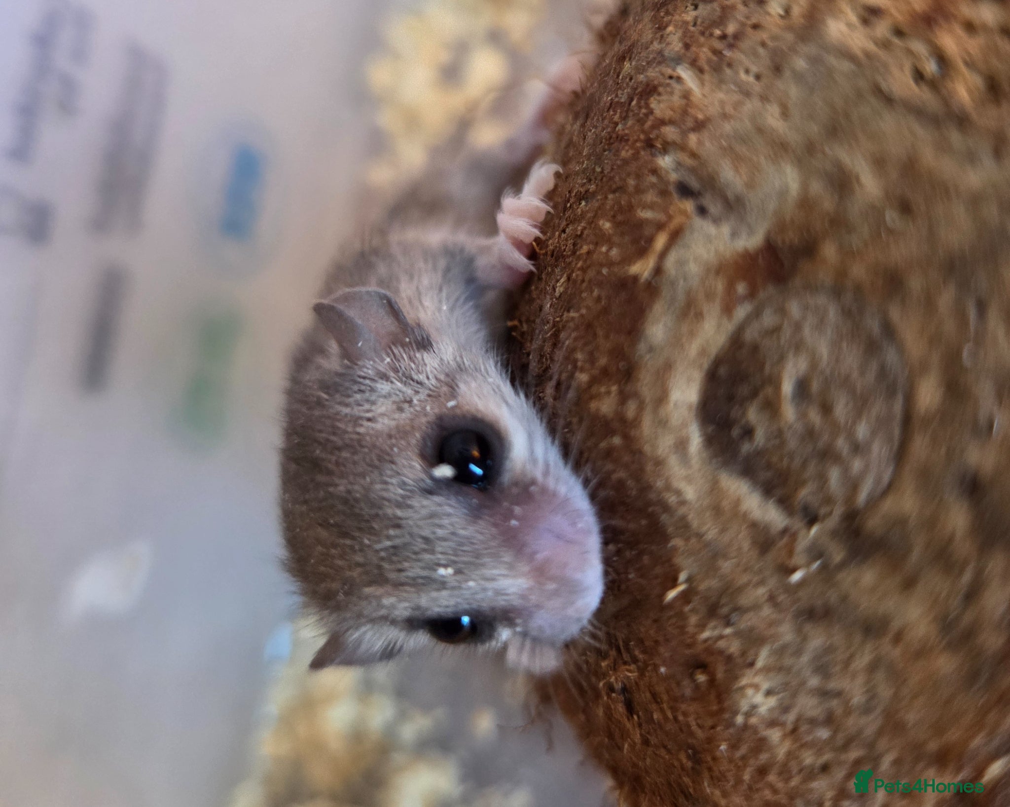 Mouse rodents for sale: ADORABLE MICRO SQUIRRELS FOR SALE - Advert 2